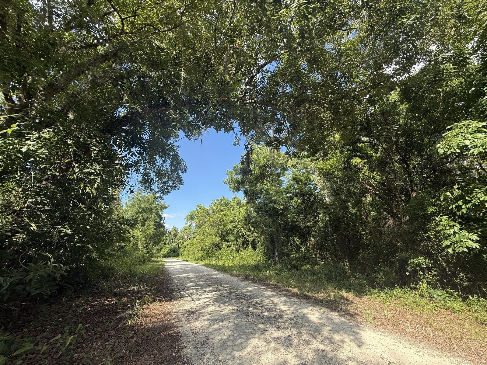A wooded conservation trail on protected natural land in Central Florida